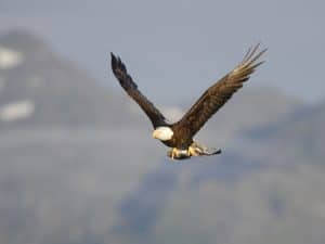 Bald Eagle